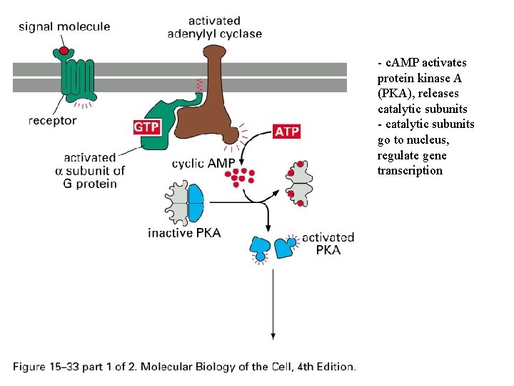 - c. AMP activates protein kinase A (PKA), releases catalytic subunits - catalytic subunits