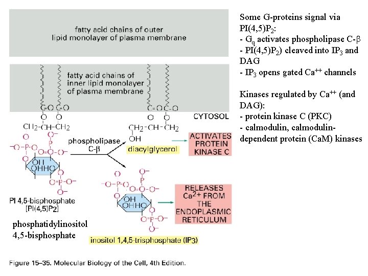 Some G-proteins signal via PI(4, 5)P 2: - Gq activates phospholipase C-b - PI(4,