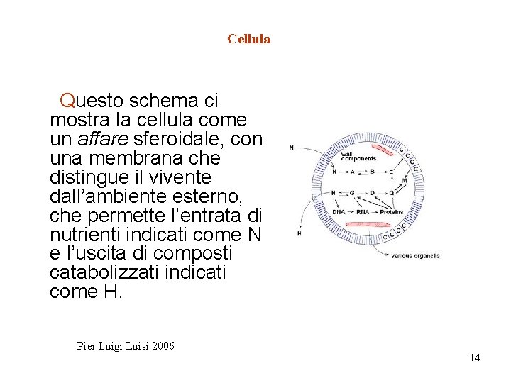 Cellula Questo schema ci mostra la cellula come un affare sferoidale, con una membrana