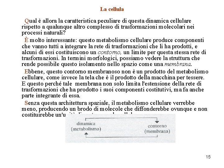 La cellula Qual è allora la caratteristica peculiare di questa dinamica cellulare rispetto a
