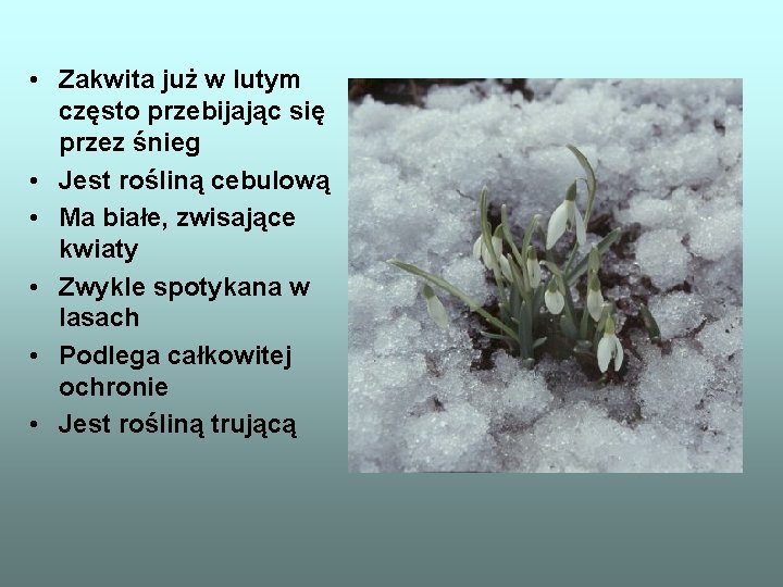  • Zakwita już w lutym często przebijając się przez śnieg • Jest rośliną