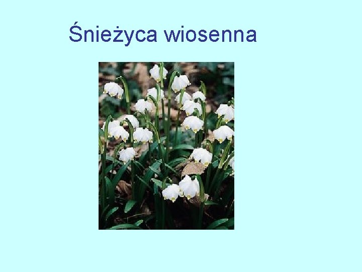 Śnieżyca wiosenna 