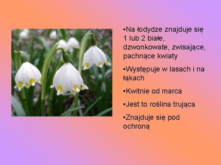  • Na łodydze znajduje się 1 lub 2 białe, dzwonkowate, zwisające, pachnące kwiaty