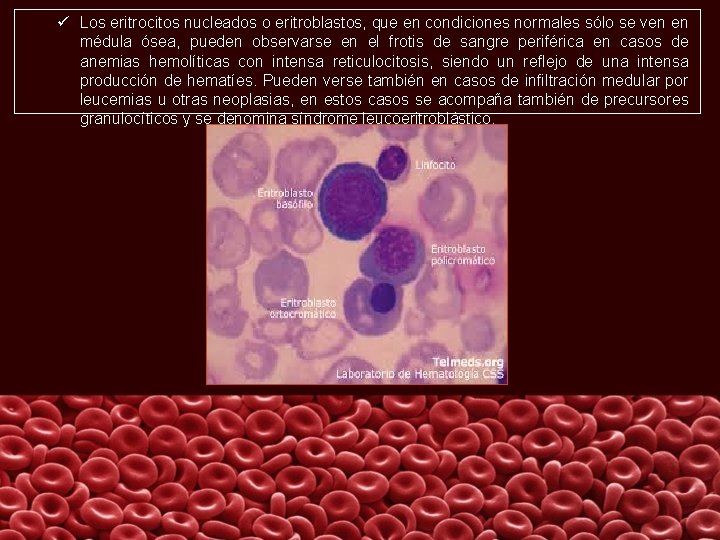 ü Los eritrocitos nucleados o eritroblastos, que en condiciones normales sólo se ven en
