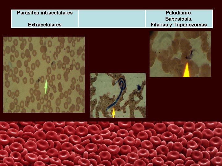 Parásitos intracelulares Extracelulares Paludismo. Babesiosis. Filarias y Tripanozomas 