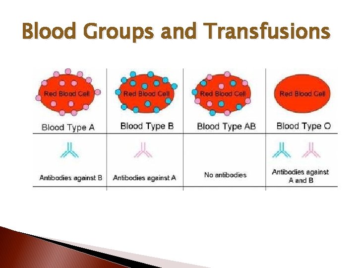 Blood Groups and Transfusions 