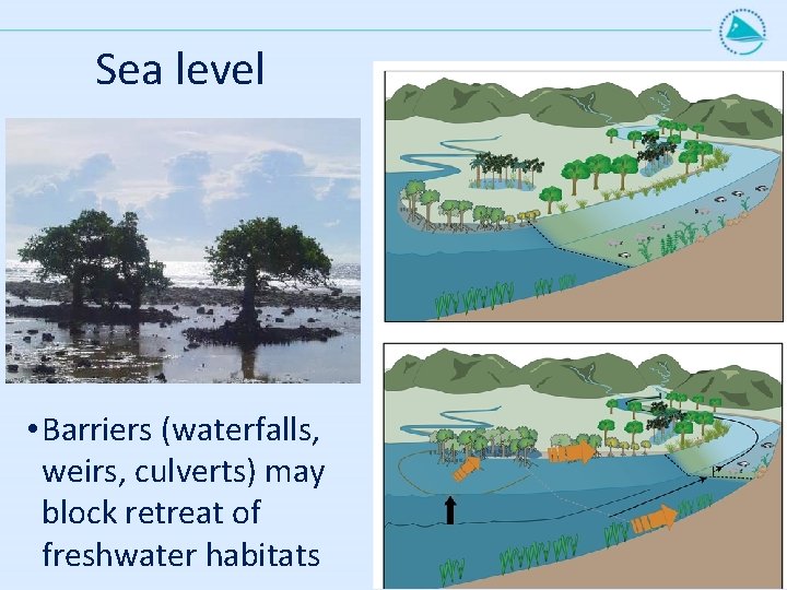 Sea level • Barriers (waterfalls, weirs, culverts) may block retreat of freshwater habitats 