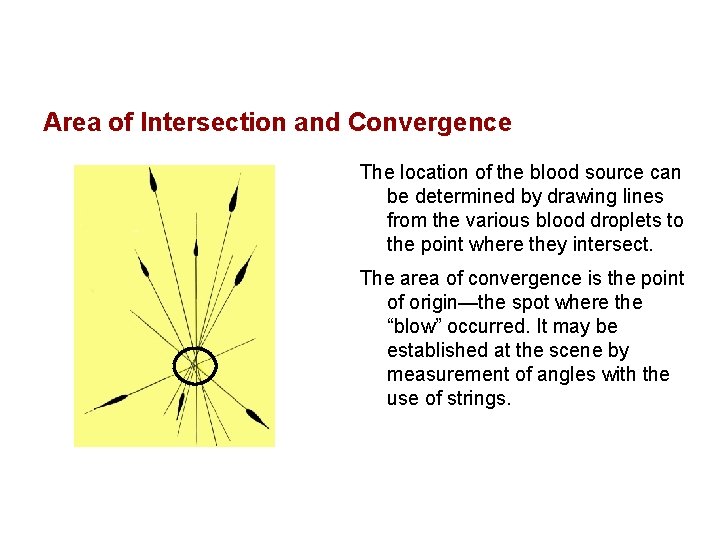 Area of Intersection and Convergence The location of the blood source can be determined