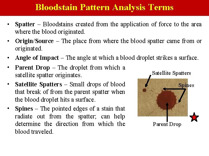 Bloodstain Pattern Analysis Terms • Spatter – Bloodstains created from the application of force