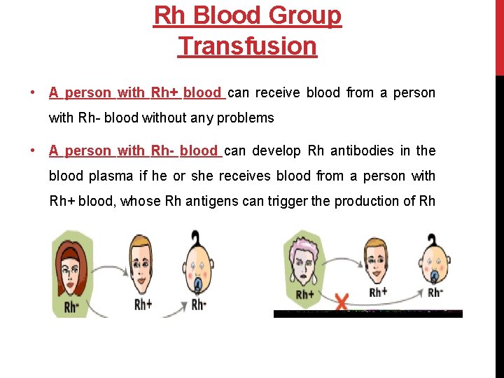 Rh Blood Group Transfusion • A person with Rh+ blood can receive blood from