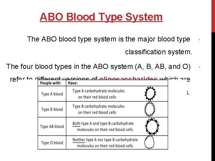 ABO Blood Type System The ABO blood type system is the major blood type