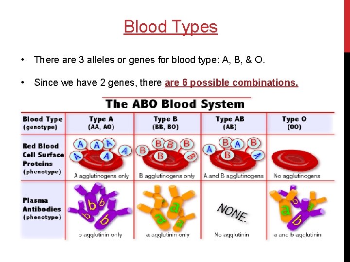 Blood Types • There are 3 alleles or genes for blood type: A, B,