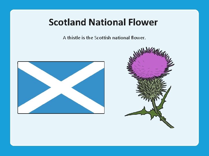 Scotland National Flower A thistle is the Scottish national flower. 