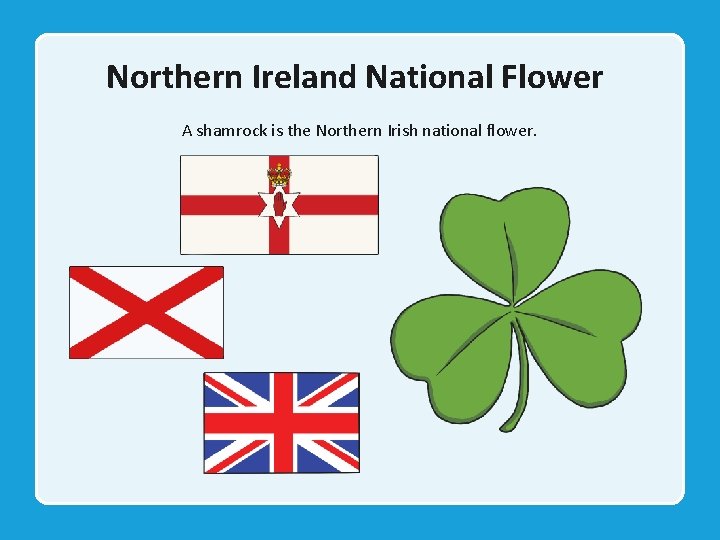 Northern Ireland National Flower A shamrock is the Northern Irish national flower. 