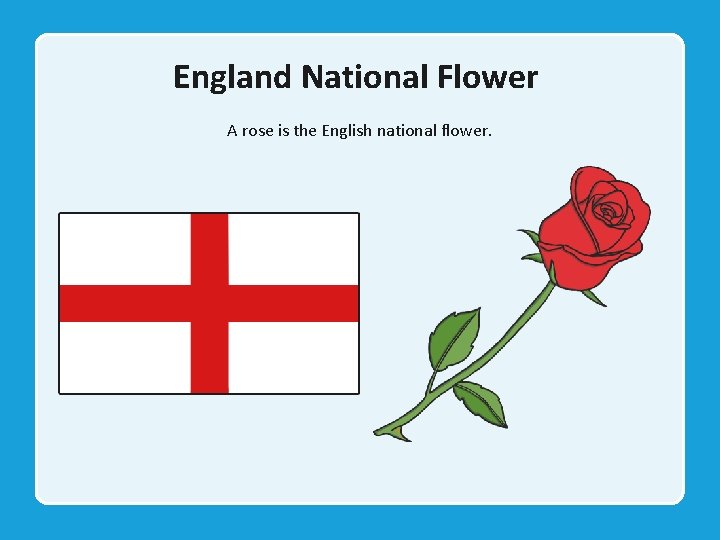 England National Flower A rose is the English national flower. 