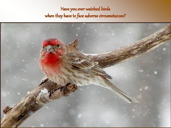 Have you ever watched birds when they have to face adverse circumstances? 