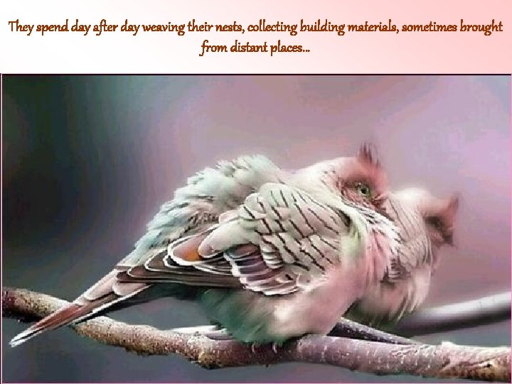 They spend day after day weaving their nests, collecting building materials, sometimes brought from