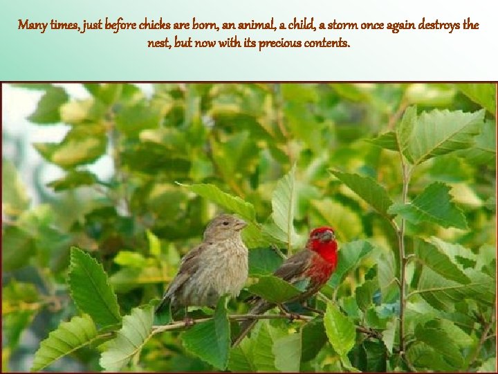 Many times, just before chicks are born, an animal, a child, a storm once