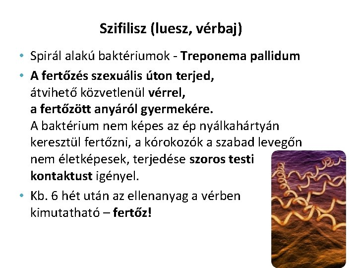 Szifilisz (luesz, vérbaj) • Spirál alakú baktériumok - Treponema pallidum • A fertőzés szexuális