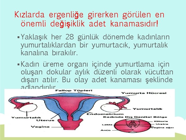 Kızlarda ergenliğe girerken görülen en önemli değişiklik adet kanamasıdır! § Yaklaşık her 28 günlük