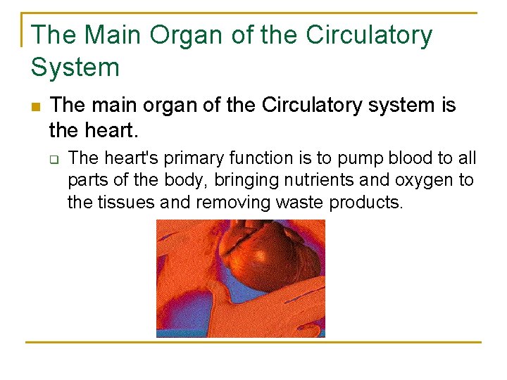 The Main Organ of the Circulatory System n The main organ of the Circulatory