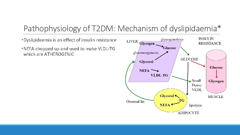 Pathophysiology of T 2 DM: Mechanism of dyslipidaemia* • Dyslipidaemia is an effect of