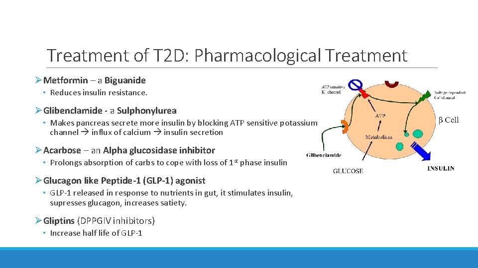 Treatment of T 2 D: Pharmacological Treatment ØMetformin – a Biguanide • Reduces insulin