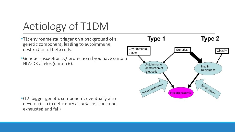 Aetiology of T 1 DM • T 1: environmental trigger on a background of
