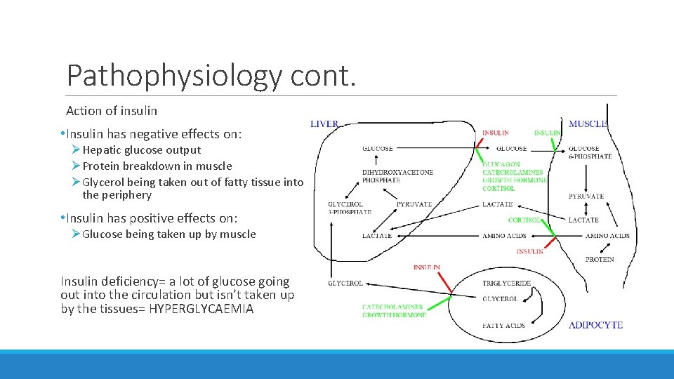 Pathophysiology cont. Action of insulin • Insulin has negative effects on: ØHepatic glucose output