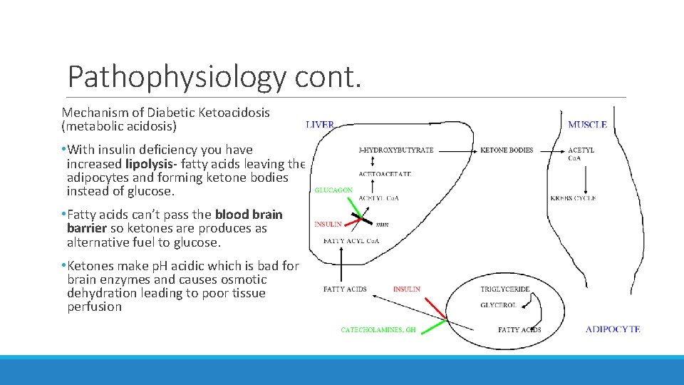 Pathophysiology cont. Mechanism of Diabetic Ketoacidosis (metabolic acidosis) • With insulin deficiency you have