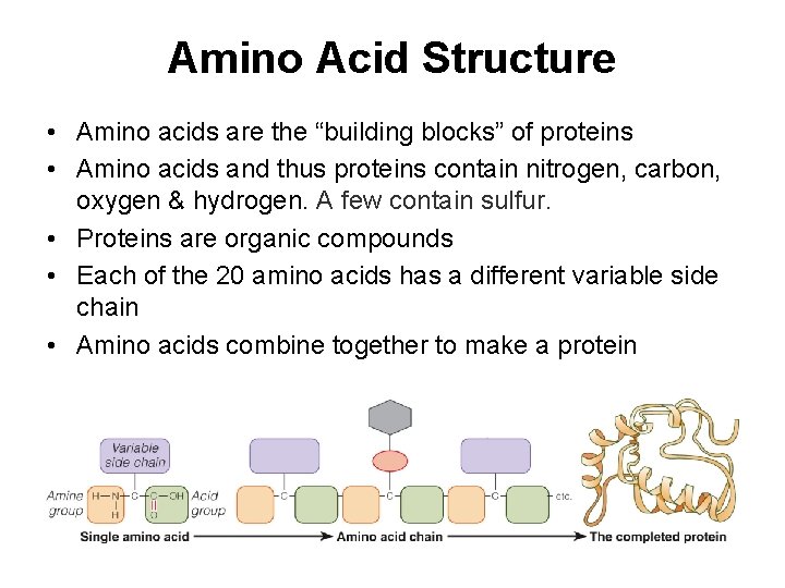 Amino Acid Structure • Amino acids are the “building blocks” of proteins • Amino