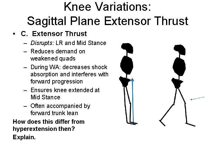 Knee Variations: Sagittal Plane Extensor Thrust • C. Extensor Thrust – Disrupts: LR and