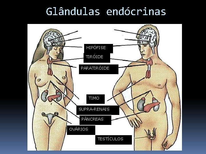 Glândulas endócrinas HIPÓFISE TIRÓIDE PARATIRÓIDE TIMO SUPRA-RENAIS P NCREAS OVÁRIOS TESTÍCULOS 