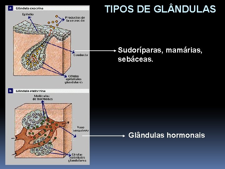 TIPOS DE GL NDULAS Sudoríparas, mamárias, sebáceas. Glândulas hormonais 