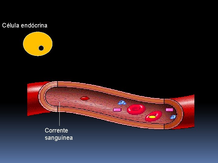 Célula endócrina Corrente sanguínea 