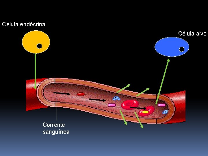 Célula endócrina Célula alvo Corrente sanguínea 