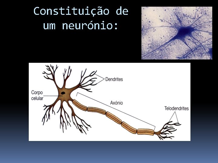 Constituição de um neurónio: 