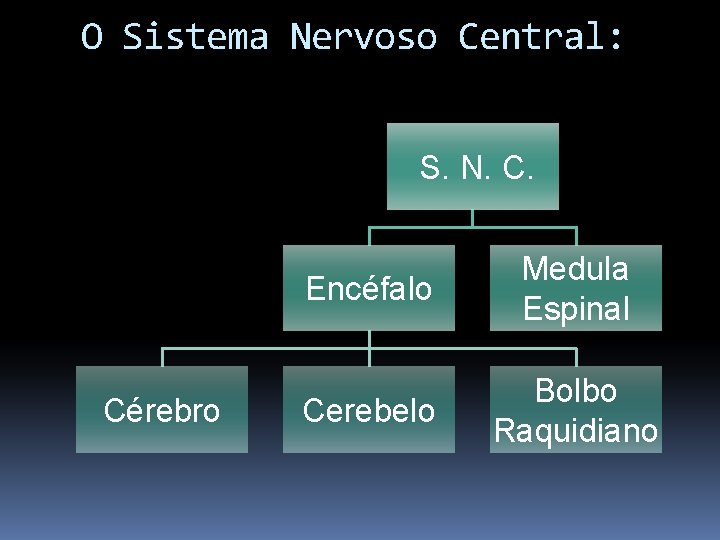 O Sistema Nervoso Central: S. N. C. Cérebro Encéfalo Medula Espinal Cerebelo Bolbo Raquidiano