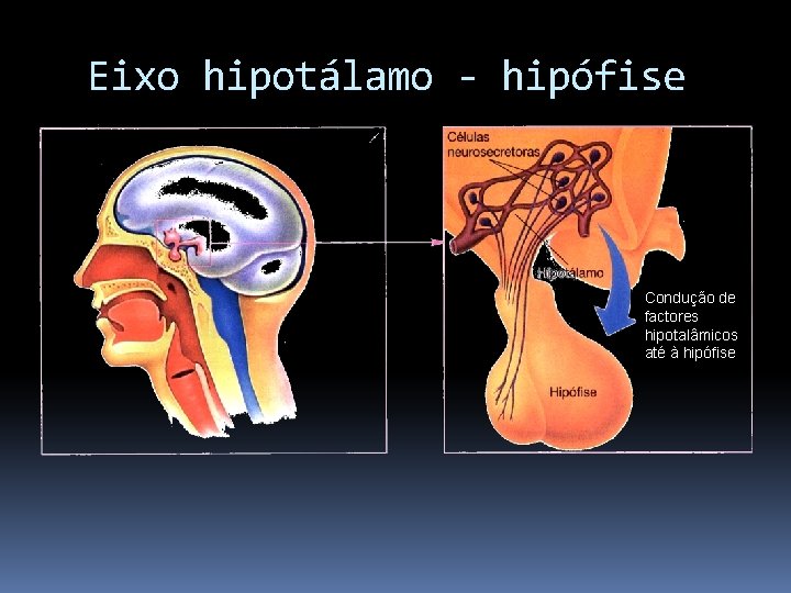 Eixo hipotálamo - hipófise Condução de factores hipotalâmicos até à hipófise 
