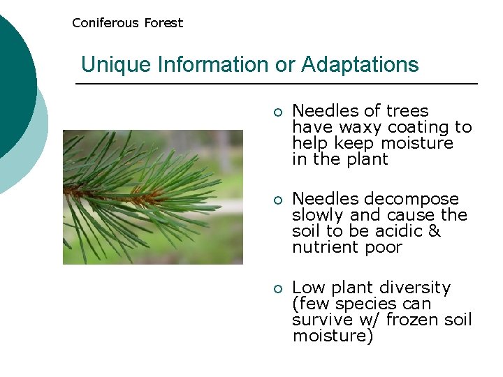 Coniferous Forest Unique Information or Adaptations ¡ Needles of trees have waxy coating to Coniferous Forest Unique Information or Adaptations ¡ Needles of trees have waxy coating to