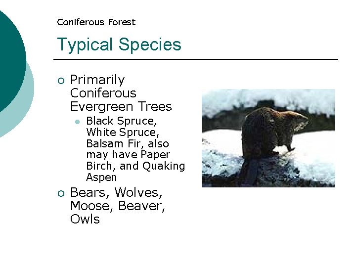 Coniferous Forest Typical Species ¡ Primarily Coniferous Evergreen Trees l ¡ Black Spruce, White Coniferous Forest Typical Species ¡ Primarily Coniferous Evergreen Trees l ¡ Black Spruce, White