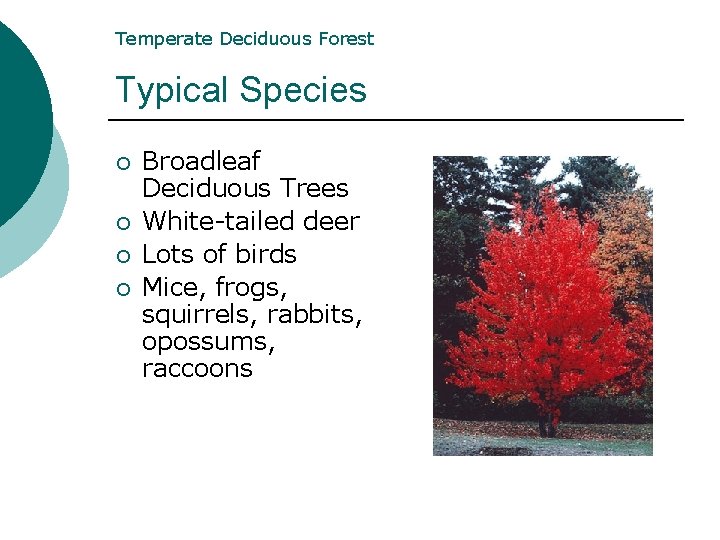 Temperate Deciduous Forest Typical Species ¡ ¡ Broadleaf Deciduous Trees White-tailed deer Lots of Temperate Deciduous Forest Typical Species ¡ ¡ Broadleaf Deciduous Trees White-tailed deer Lots of