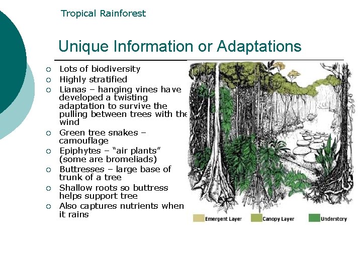 Tropical Rainforest Unique Information or Adaptations ¡ ¡ ¡ ¡ Lots of biodiversity Highly Tropical Rainforest Unique Information or Adaptations ¡ ¡ ¡ ¡ Lots of biodiversity Highly