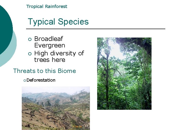 Tropical Rainforest Typical Species ¡ ¡ Broadleaf Evergreen High diversity of trees here Threats Tropical Rainforest Typical Species ¡ ¡ Broadleaf Evergreen High diversity of trees here Threats