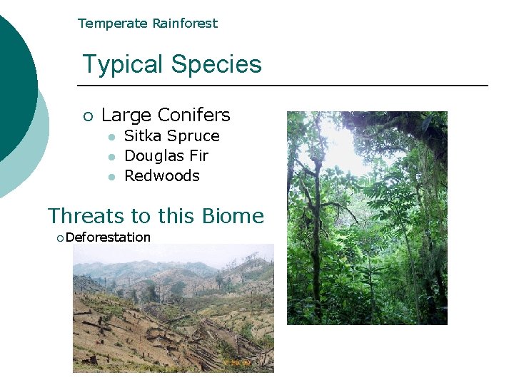 Temperate Rainforest Typical Species ¡ Large Conifers l l l Sitka Spruce Douglas Fir Temperate Rainforest Typical Species ¡ Large Conifers l l l Sitka Spruce Douglas Fir