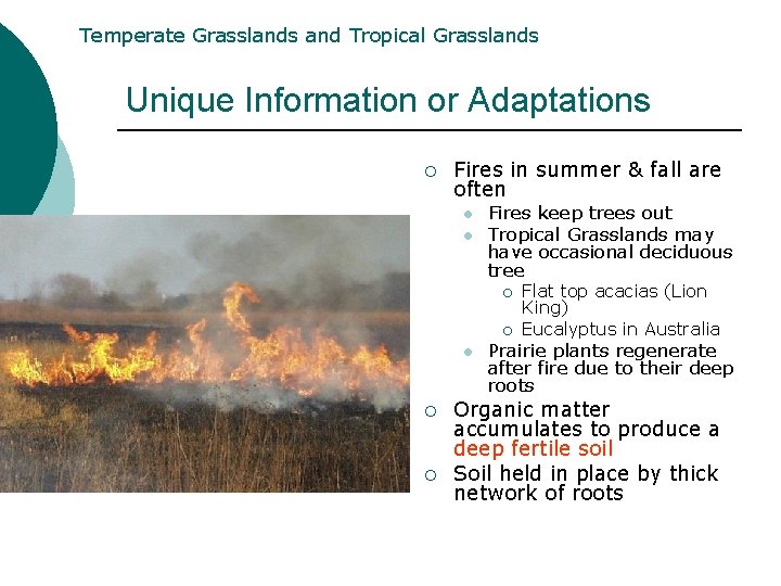 Temperate Grasslands and Tropical Grasslands Unique Information or Adaptations ¡ Fires in summer & Temperate Grasslands and Tropical Grasslands Unique Information or Adaptations ¡ Fires in summer &