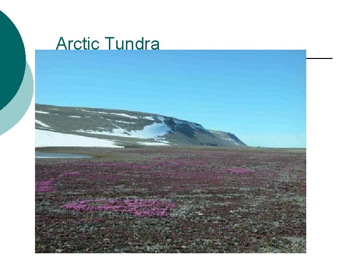 Arctic Tundra Arctic Tundra