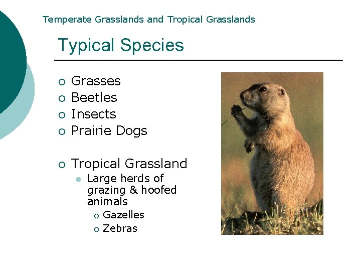 Temperate Grasslands and Tropical Grasslands Typical Species ¡ Grasses Beetles Insects Prairie Dogs ¡ Temperate Grasslands and Tropical Grasslands Typical Species ¡ Grasses Beetles Insects Prairie Dogs ¡