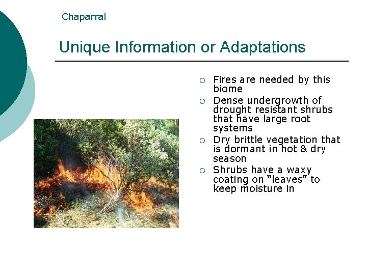 Chaparral Unique Information or Adaptations ¡ ¡ Fires are needed by this biome Dense Chaparral Unique Information or Adaptations ¡ ¡ Fires are needed by this biome Dense