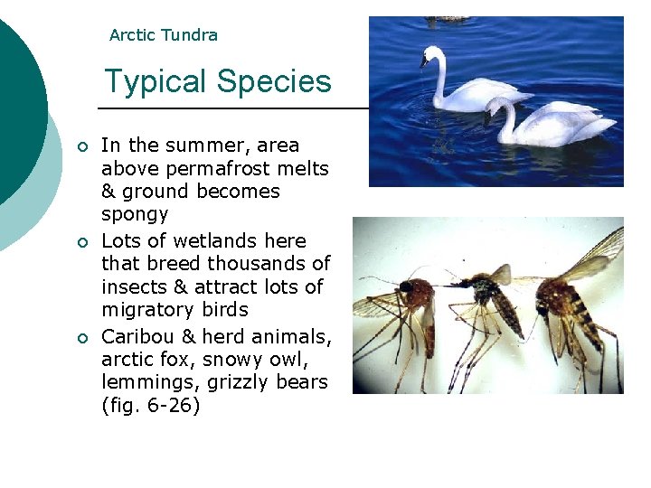 Arctic Tundra Typical Species ¡ ¡ ¡ In the summer, area above permafrost melts Arctic Tundra Typical Species ¡ ¡ ¡ In the summer, area above permafrost melts